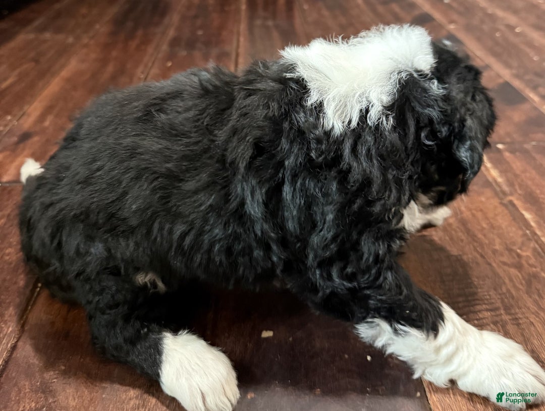 Bernedoodle dogs for sale: Milo - Ad 6