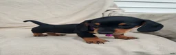 Miniature Dachshund dogs for sale: PRINCESS - Ad 4