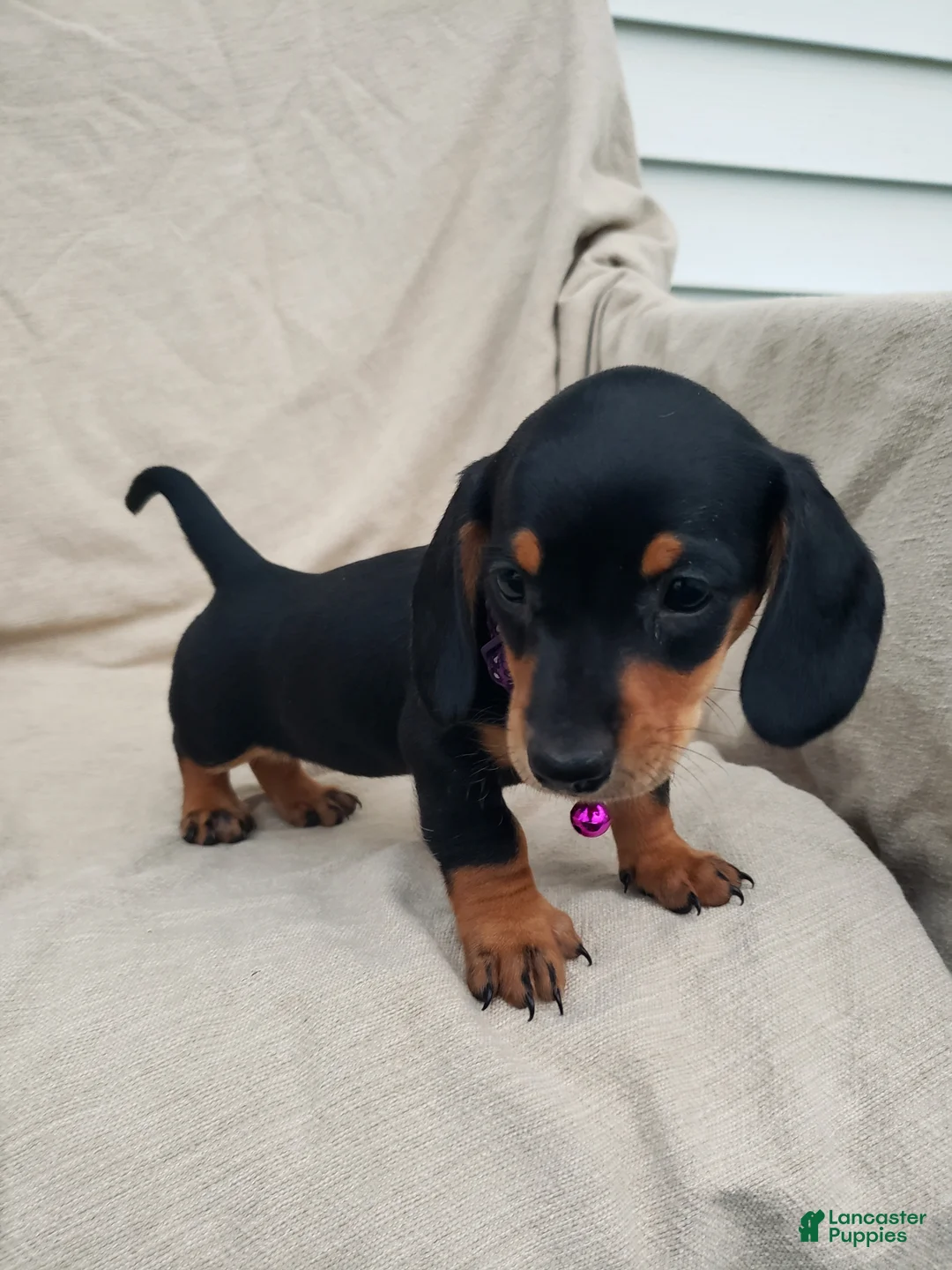 Miniature Dachshund dogs for sale: PRINCESS - Ad 4