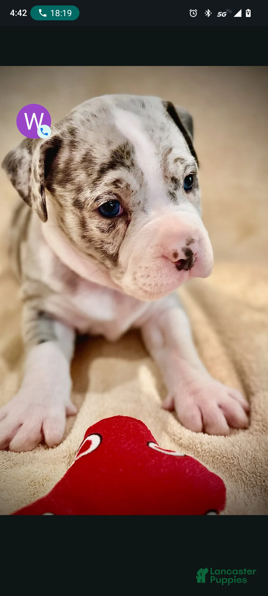 American Pit Bull Terrier dogs for sale: American Merle Bully Pit Puppy  - Ad 2