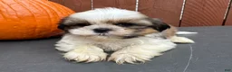 Shih Tzu dogs for sale: Fudge - Ad 1