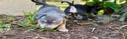 American Bully dogs for sale: Talulah - Ad 2