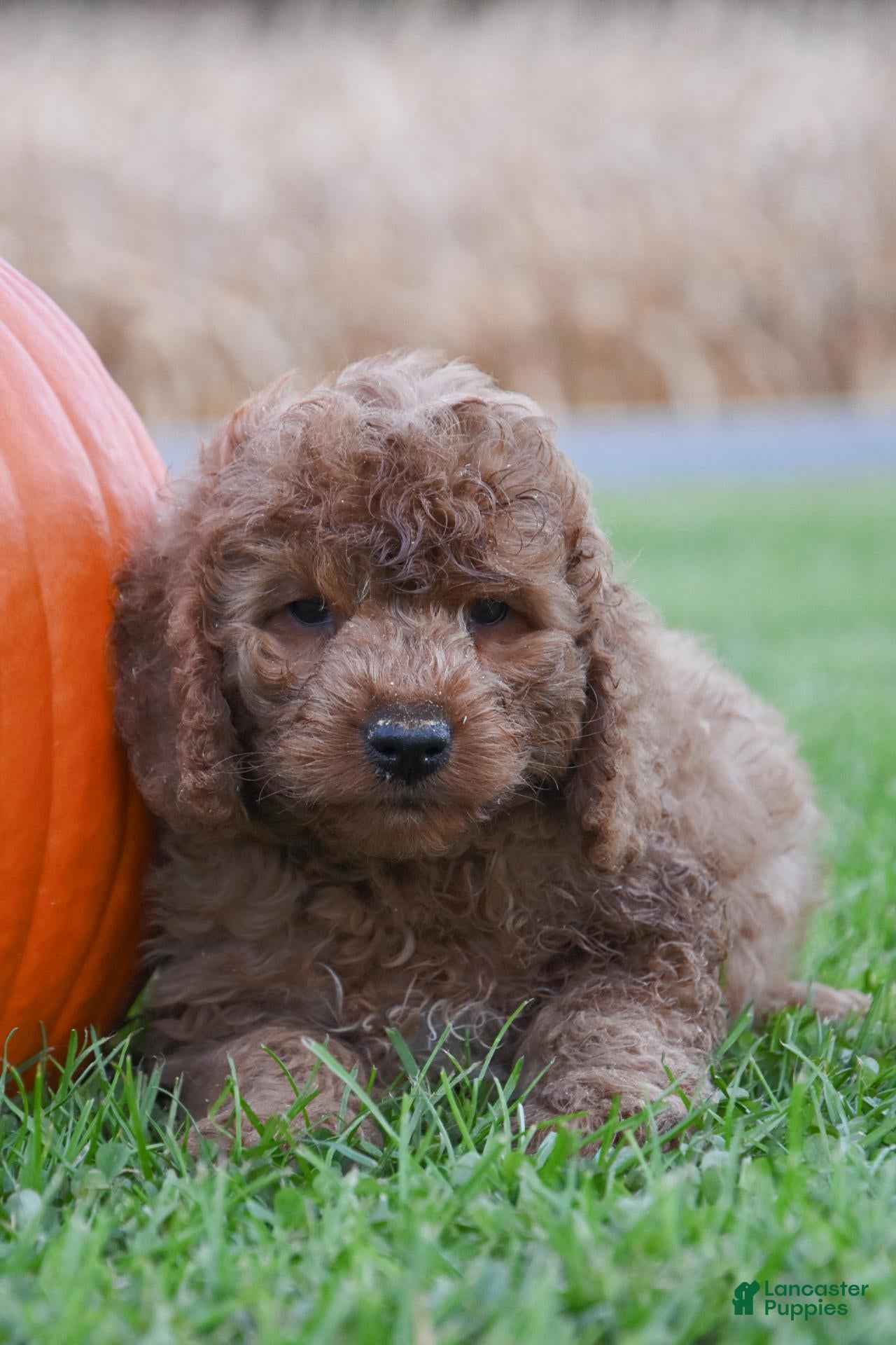 Cockapoo dogs for sale: Peter - Ad 1