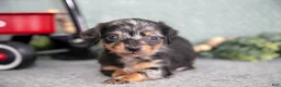 Miniature Dachshund dogs for sale: Bitty - Ad 3