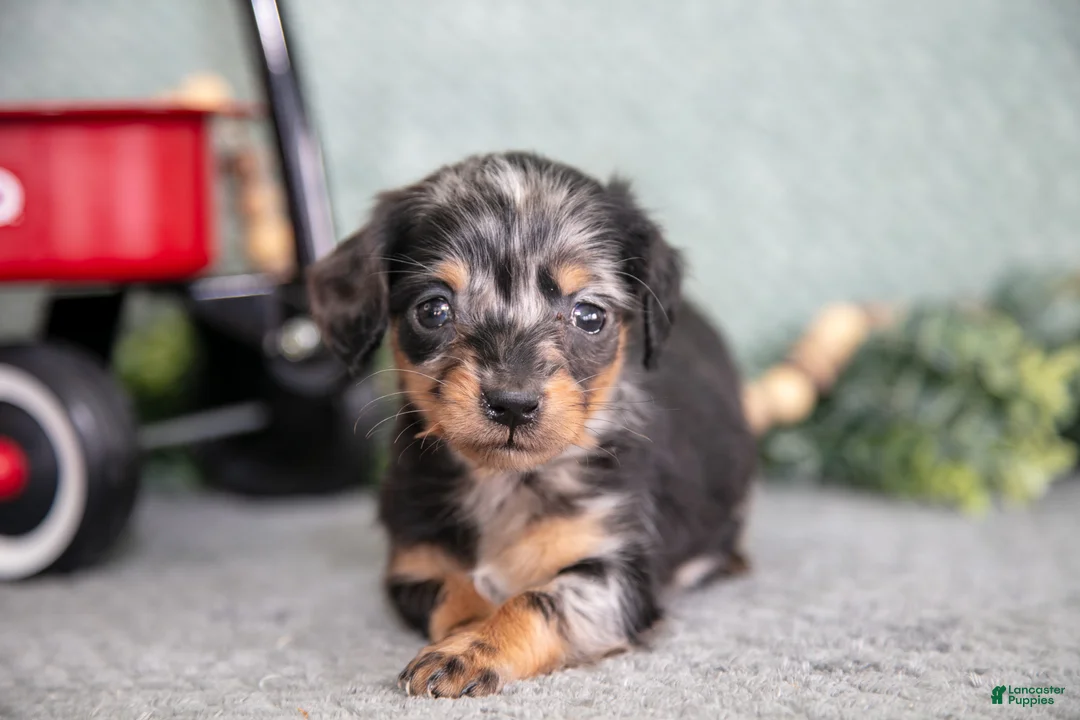 Miniature Dachshund dogs for sale: Bitty - Ad 3