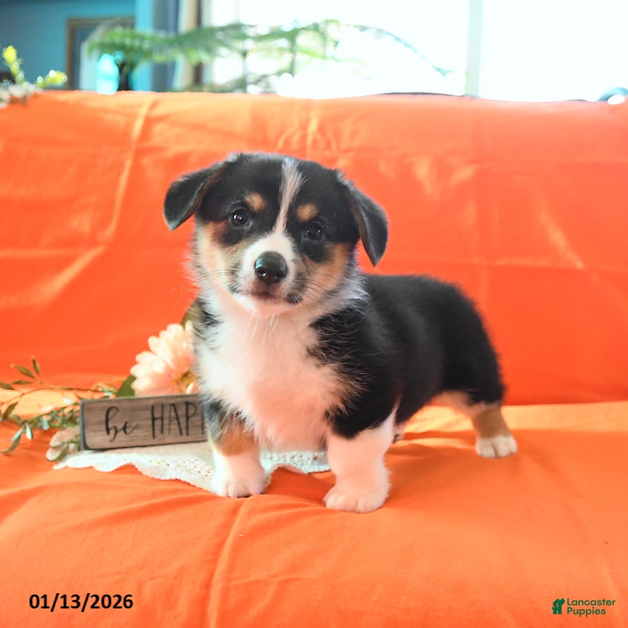 Welsh Corgi Pembroke dogs Pepper - Ad 36