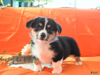 Welsh Corgi Pembroke dogs Pepper - Ad 17