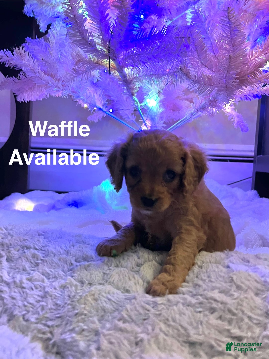 Cavapoo dogs for sale: Waffle - still available - Ad 4