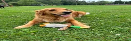 Mixed Breed dogs for sale: Lavender Collar - Ad 5