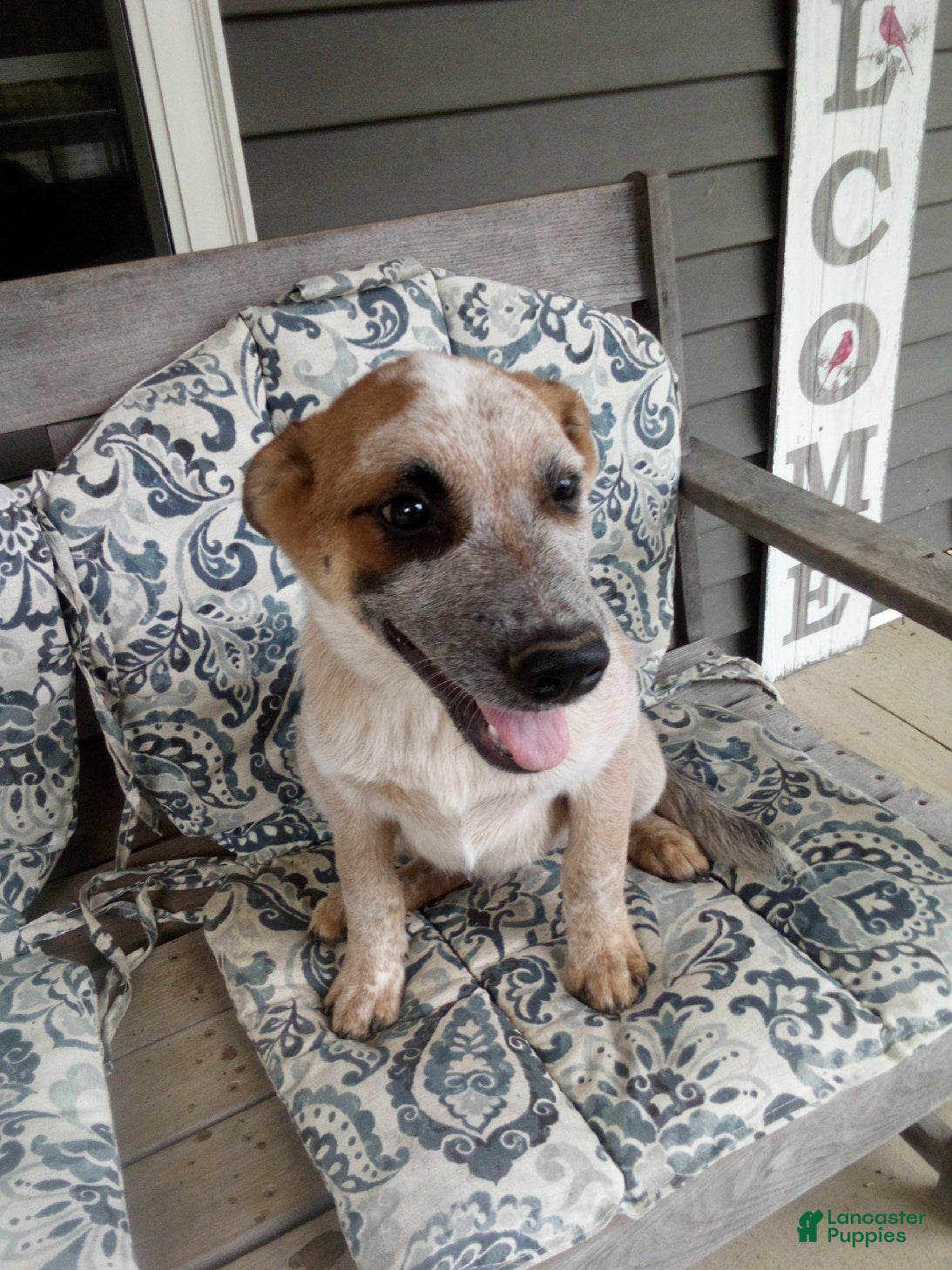 Australian Cattle Dog dogs Randy - Ad 2