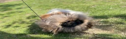 Pekingese dogs for sale: Akc Delilah DNA OFA GC Sired  - Ad 11