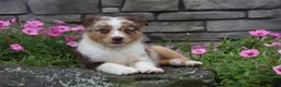 Australian Shepherd dogs for sale: Australian Shepherd 8 - Ad 7