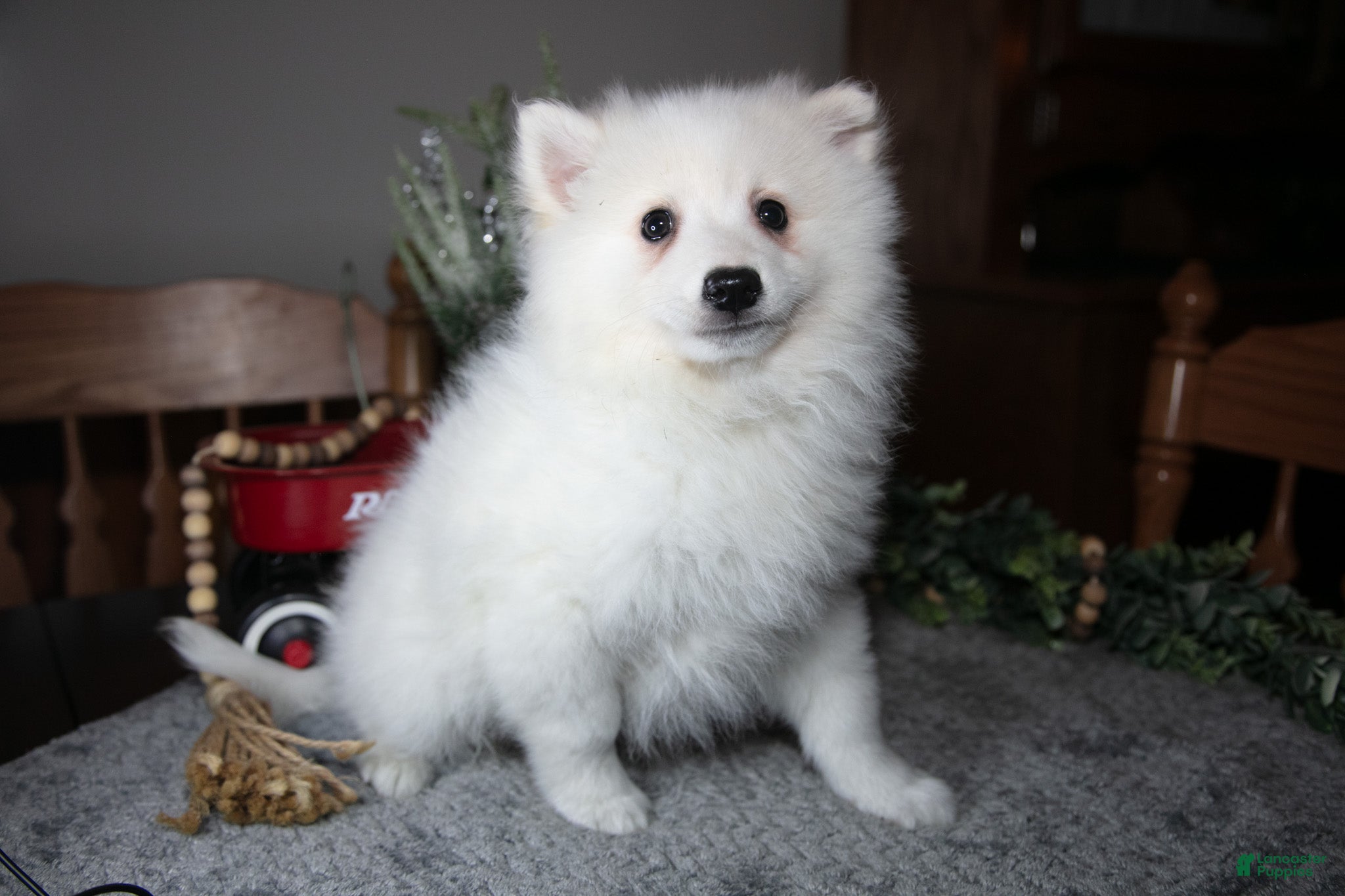 American Eskimo dogs Glacier - Ad 2