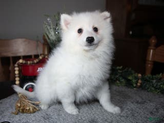 American Eskimo dogs Glacier - Ad 2