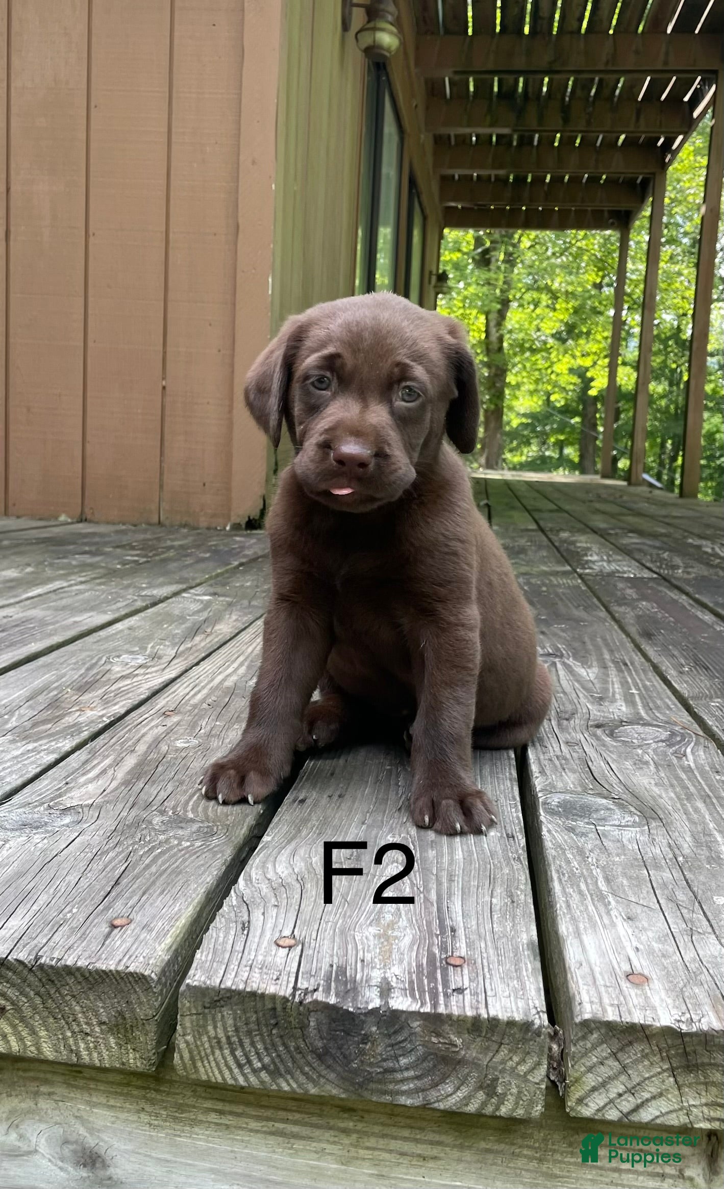 Labrador Retriever dogs Labrador Retriever 2 - Ad 34