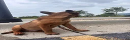 Mixed Breed dogs for sale: Mixed Breed 1 - Ad 3
