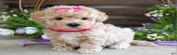 Maltipoo dogs for sale: Luna - Ad 1