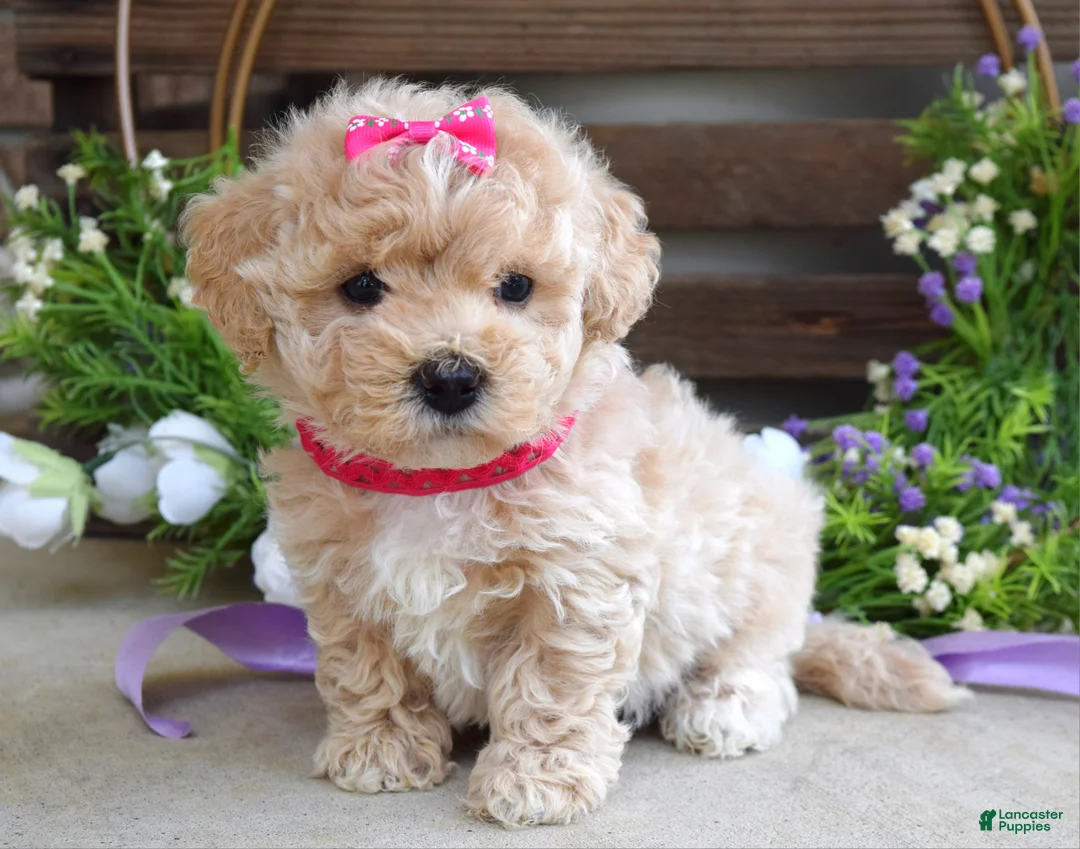 Maltipoo dogs for sale: Luna - Ad 1