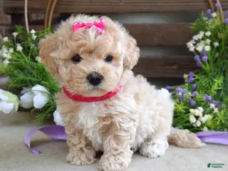 Maltipoo dogs for sale: Luna - Ad 2