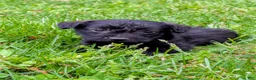 Mixed Breed dogs for sale: Chip - Ad 4