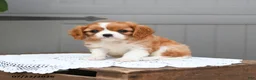 Cavalier King Charles Spaniel dogs for sale: Brody - Ad 4