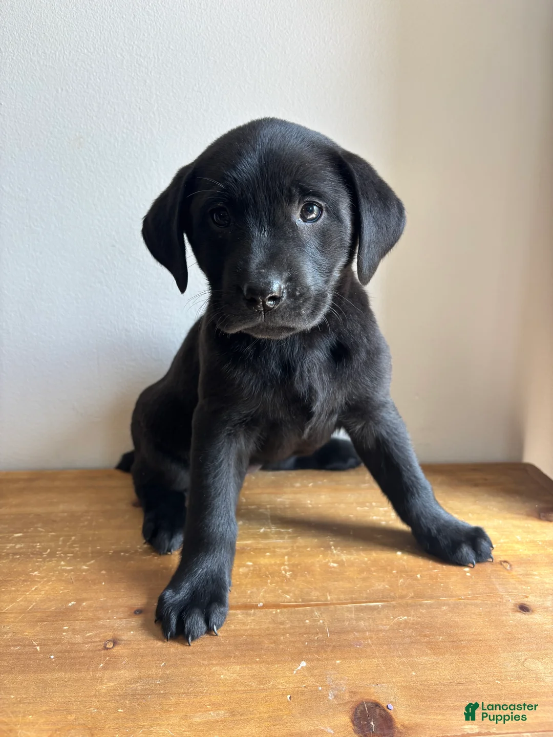 Labrador Retriever dogs for sale: Khloe - Ad 1