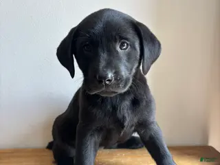 Labrador Retriever dogs Khloe - Ad 3