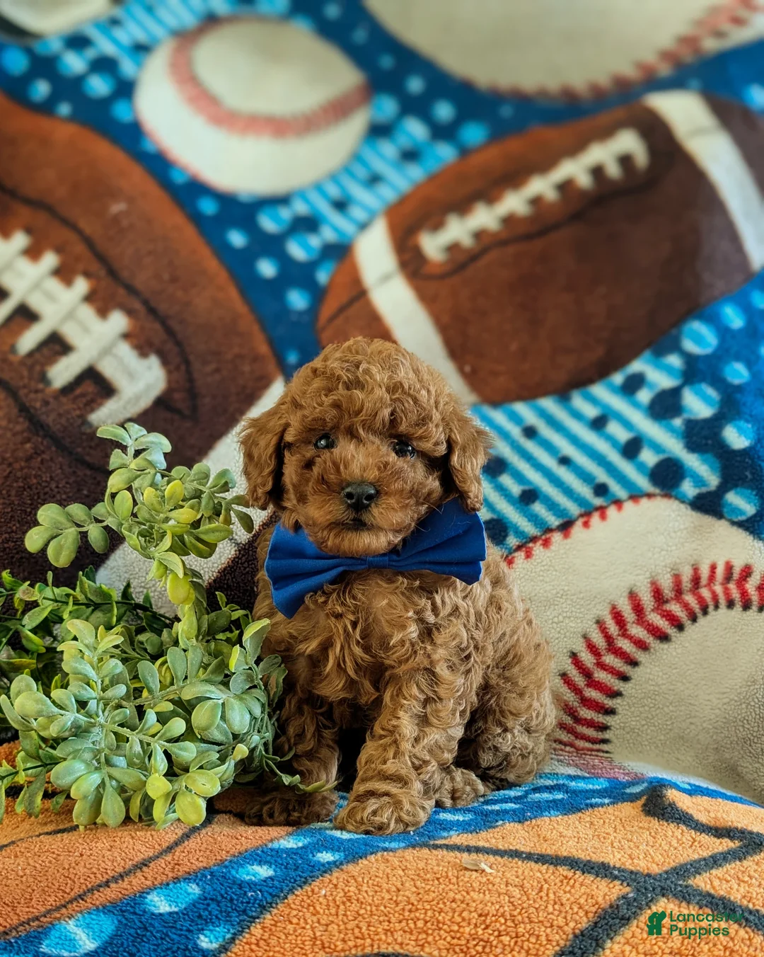 Miniature Poodle dogs for sale: Skylar - Ad 1
