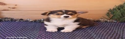 Welsh Corgi Pembroke dogs for sale: Hero - Ad 4