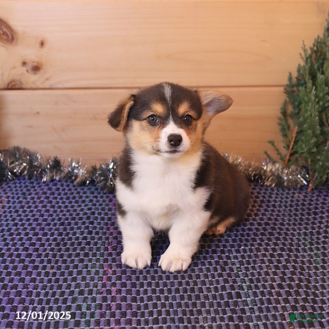 Welsh Corgi Pembroke dogs for sale: Hero - Ad 4