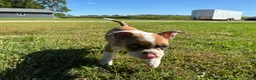 Frenchton dogs for sale: Zotz - Ad 7