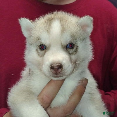 Siberian Husky dogs Adam - Ad 1