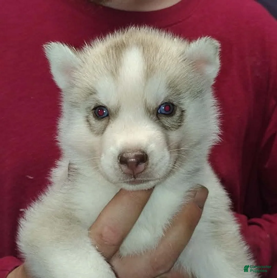 Siberian Husky dogs for sale: Adam - Ad 1