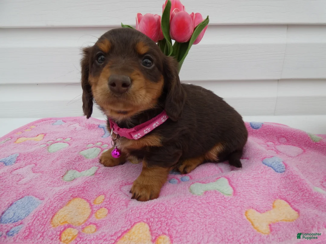 Miniature Dachshund dogs for sale: Miniature Dachshund Puppy 1 Daffney - Ad 2