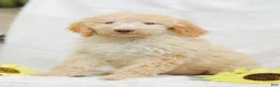 Mini Goldendoodle dogs for sale: Jeremy - Ad 1