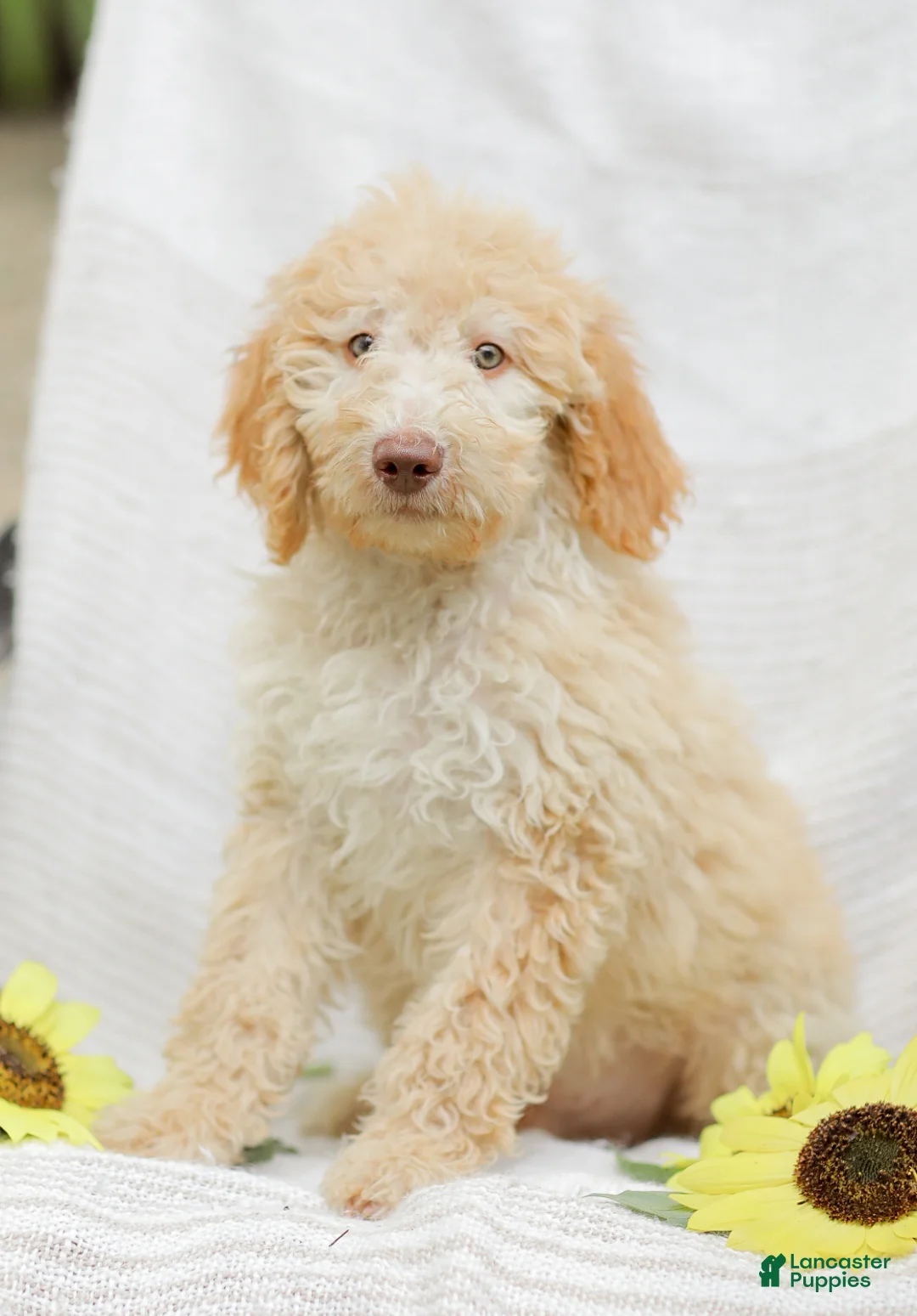 Mini Goldendoodle dogs for sale: Jeremy - Ad 1