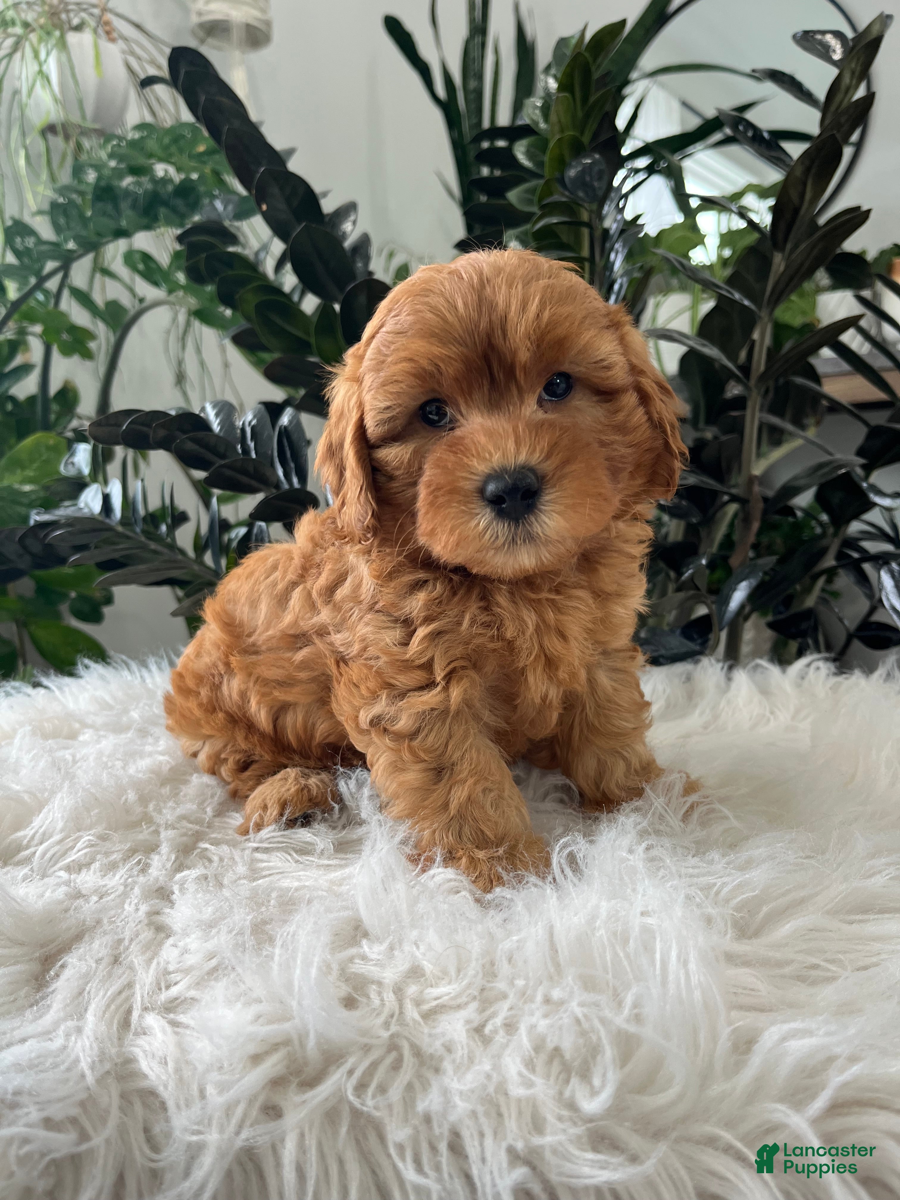 Mini Goldendoodle dogs Balto - Ad 1