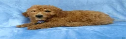 Mini Goldendoodle dogs for sale: Dash - Ad 6
