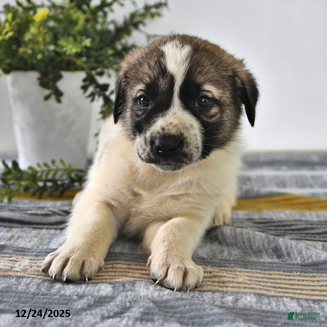 Mixed Breed dogs for sale: Max - Ad 3