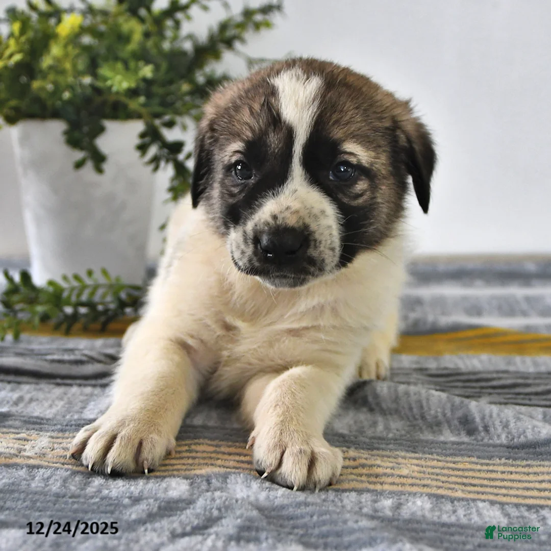 Mixed Breed dogs for sale: Max - Ad 8