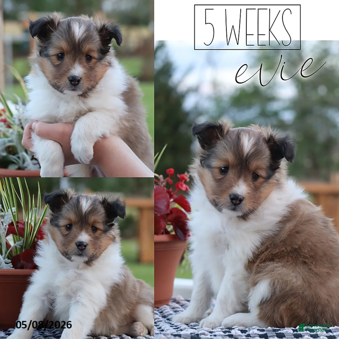 Shetland Sheepdog dogs for sale: Evie - Ad 2