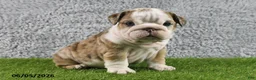 English Bulldog dogs for sale: Mindy - Ad 5