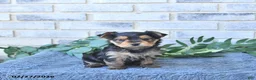 Yorkshire Terrier dogs for sale: Thor     EXTRA SMALL - Ad 2