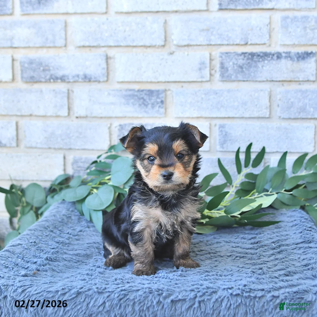 Yorkshire Terrier dogs for sale: Thor     EXTRA SMALL - Ad 2