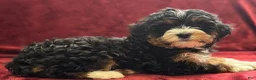 Mini Bernedoodle dogs for sale: Sassy - Ad 6
