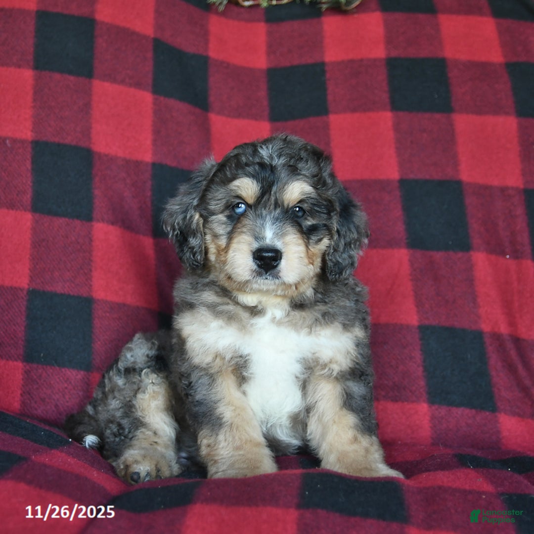 Mini Bernedoodle dogs for sale: Dasher  - Ad 1