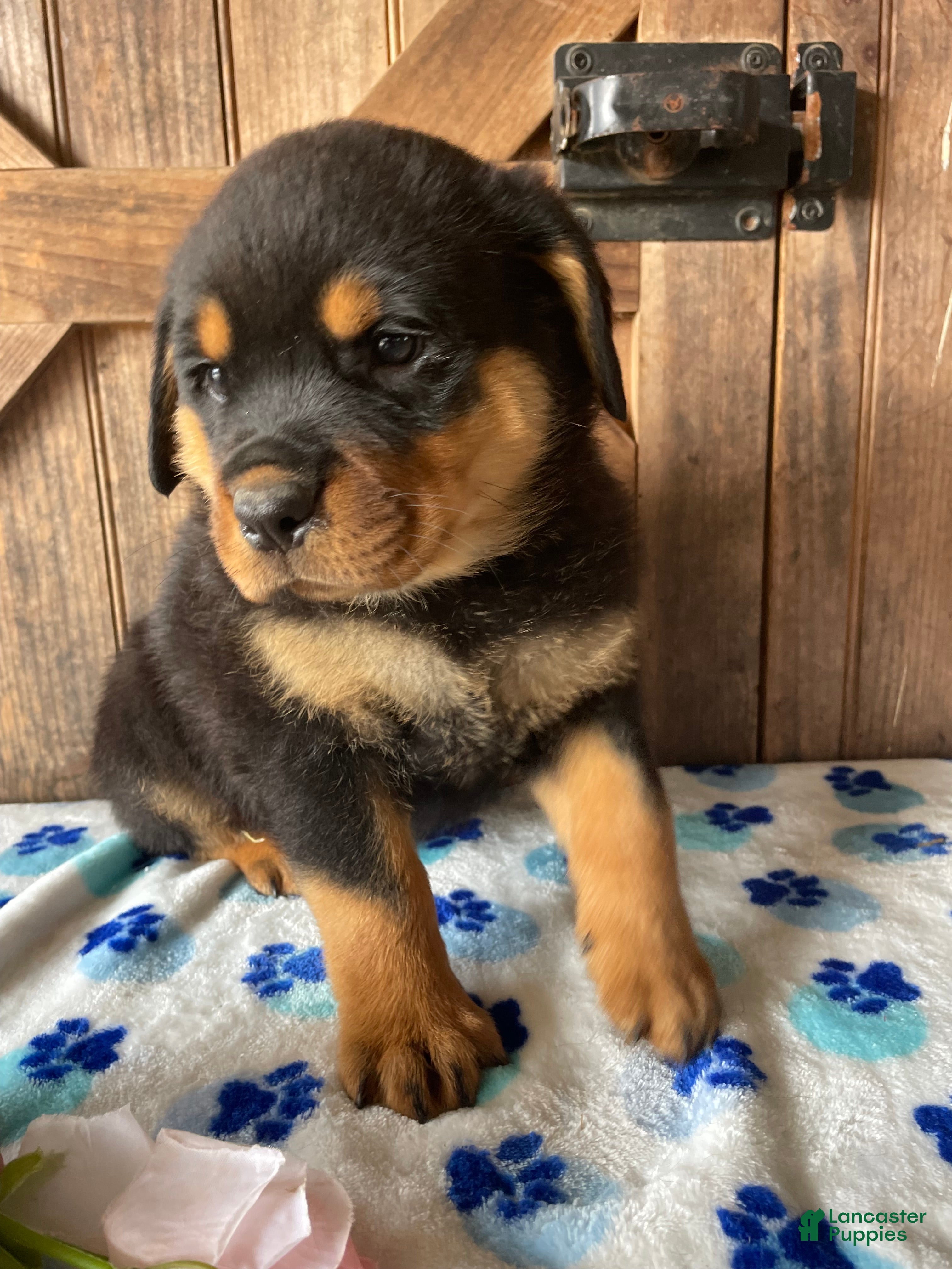 Rottweiler dogs Bogart - Ad 4