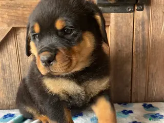 Rottweiler dogs Bogart - Ad 4