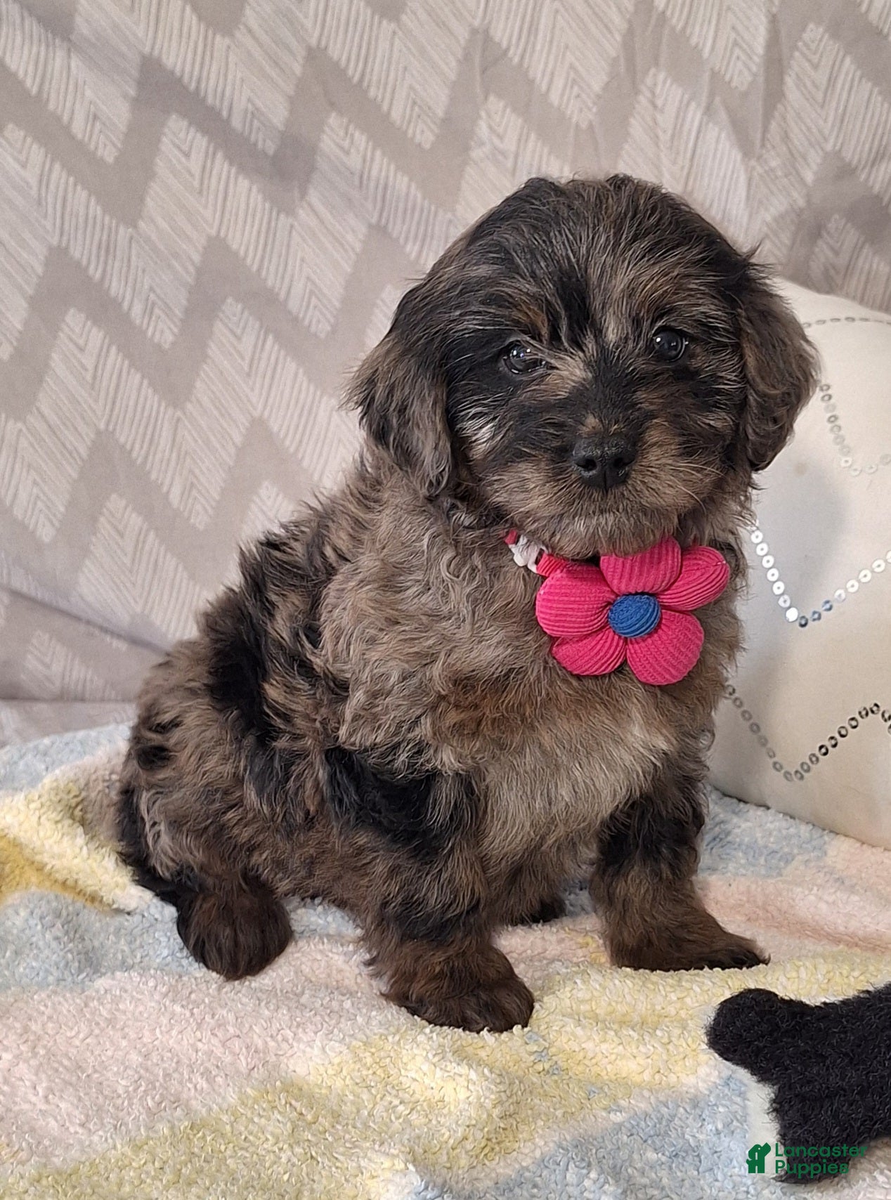 Mini Goldendoodle dogs Diana - Ad 1