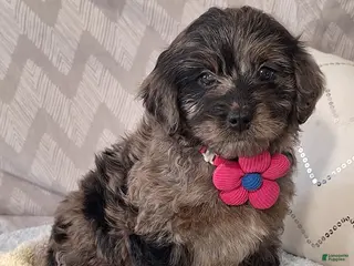 Mini Goldendoodle dogs for sale: Diana - Ad 3